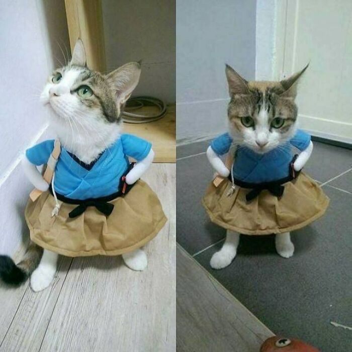 Cat in a blue shirt and brown skirt, posing confidently.