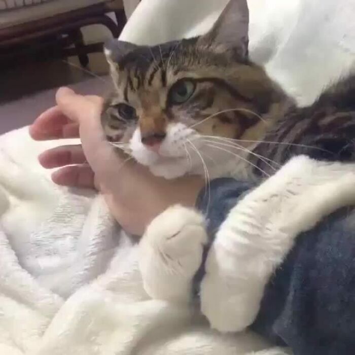 Cat cuddling a person's arm on a cozy blanket, looking content, capturing a moment of feline affection.