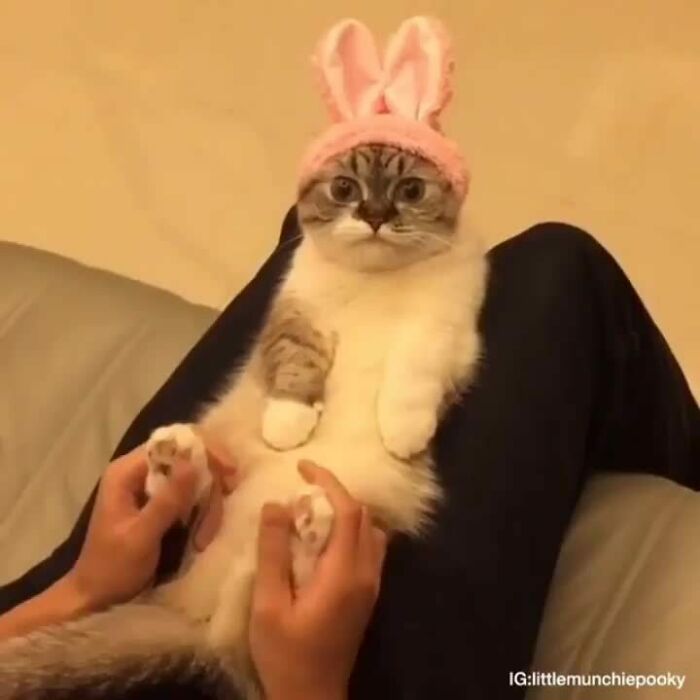 Cat wearing pink bunny ears, sitting on a lap, creating a purrfectly adorable scene.