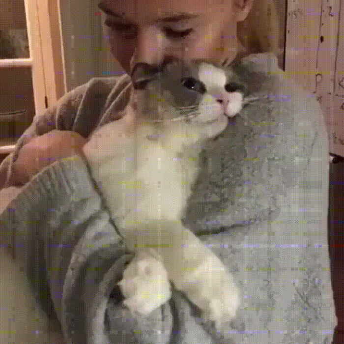 Woman in sweater cuddling a relaxed cat, creating a purrfect moment.