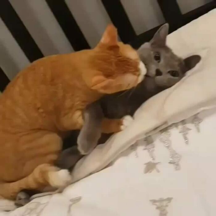 Two cats snuggling on a bed, one grey and the other orange, creating a purrfect cuddle moment.