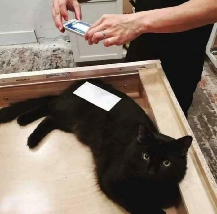 Black cat lying in a drawer with a paper on its back, while a person takes a photo, creating a cute and funny cat moment.