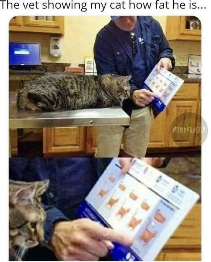Vet pointing to a chart showing cat weight while a cat observes, highlighting humor in a veterinary setting.