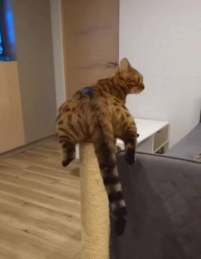 A cat lounging on a scratching post with its back legs hanging, creating a humorous moment.