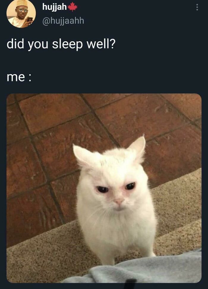 White cat with funny expression on a tiled floor, captioned "did you sleep well? me:". Perfect for a cat meme moment.