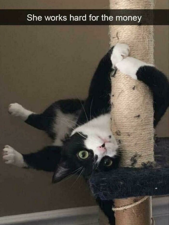 A playful cat hanging upside down from a scratching post, with a humorous caption above.