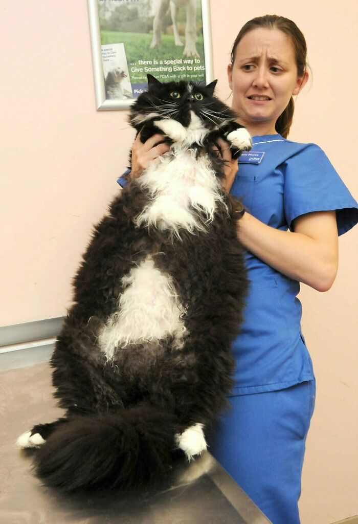 Veterinarian holds a large fluffy cat, creating a humorous scene.