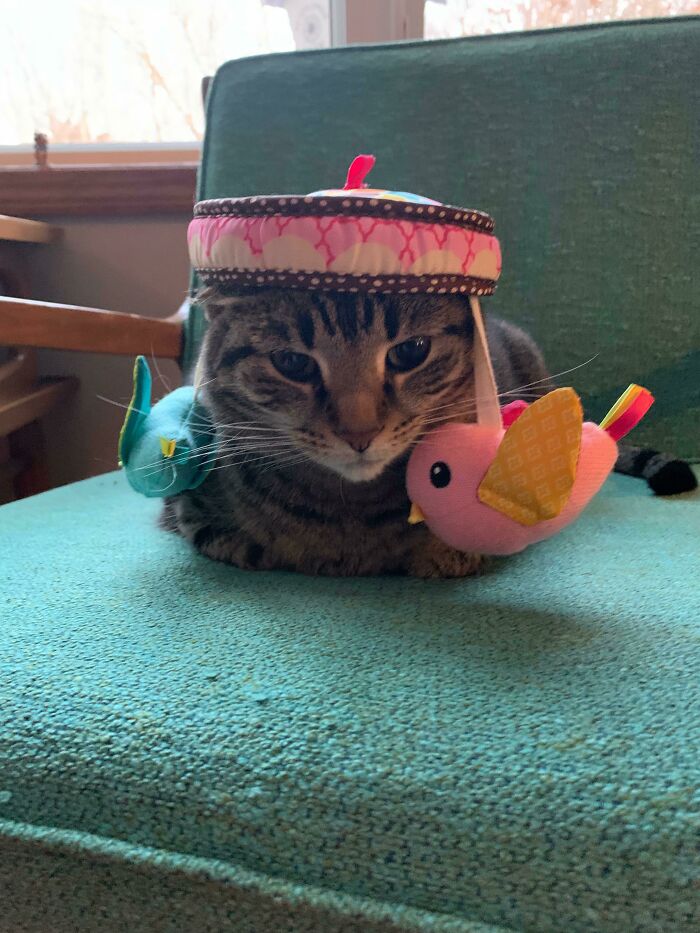 Cat wearing a toy on its head, lounging on a green chair, providing a cozy and cute vibe.