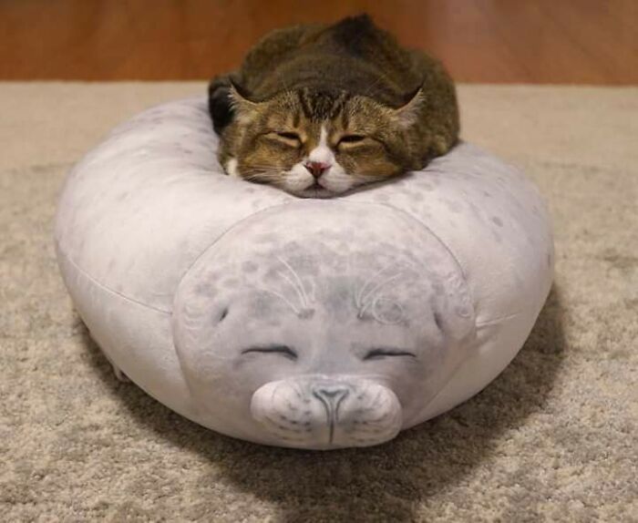 Cat resting on a seal-shaped pillow, looking relaxed and content on a carpet, making your day purrfect.