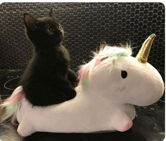A black cat sits on a plush unicorn with rainbow mane, creating a purrfect moment.
