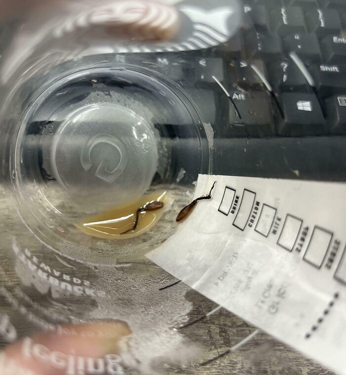 Insectos en vaso de café con teclado de computadora, una de las personas que seguramente estén teniendo un mal día.