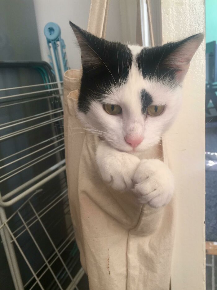 A black and white cat sitting in a bag, peeking out with curious eyes, making the scene purrfectly charming.