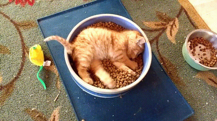 A playful cat relaxing in a bowl of kibble on a patterned rug, with a toy mouse nearby, making your day purrfect.
