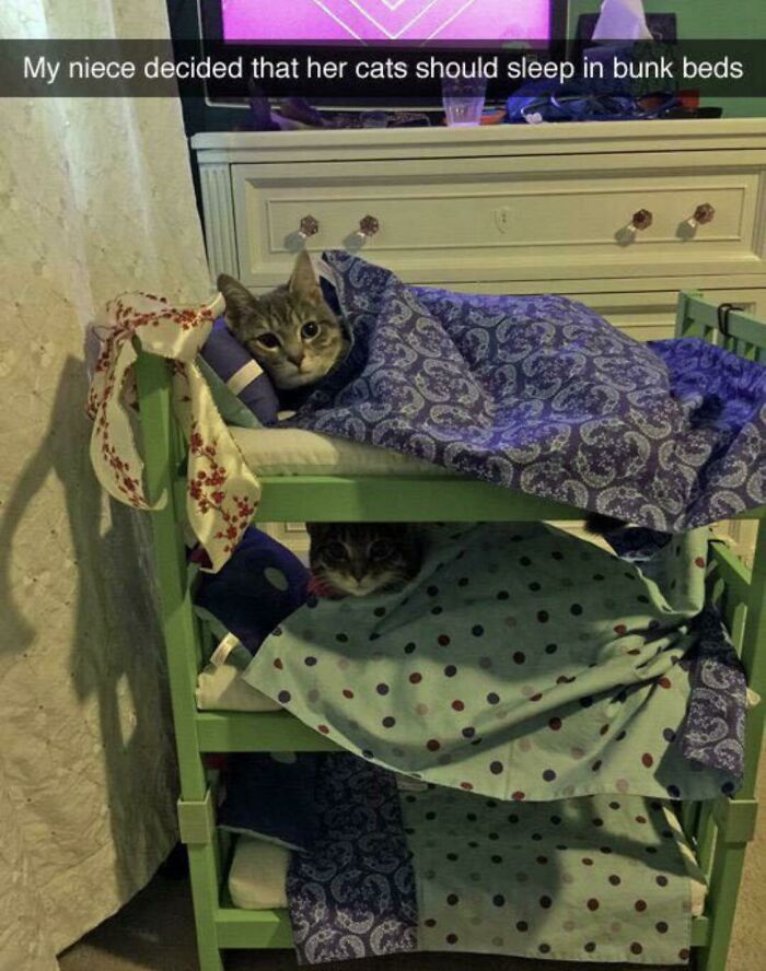 Cats nestled in bunk beds with colorful blankets, creating a purrfect cozy scene.