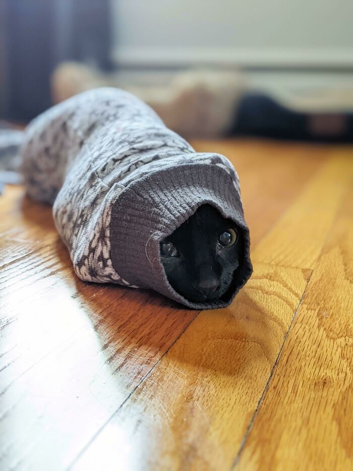 Black cat cozily wrapped in a patterned sock, lying on wooden floor, creating a purrfect and adorable scene.