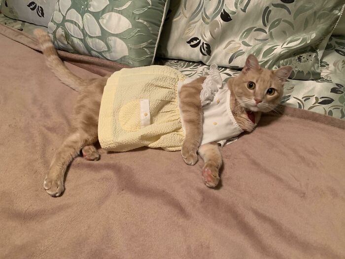 Cat wearing a cute outfit, lying on a bed with patterned pillows, creating a purrfectly adorable scene.