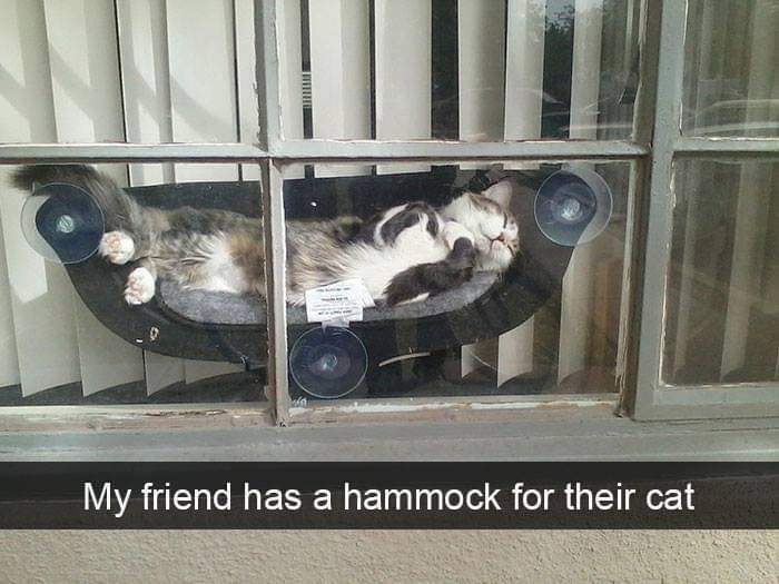Cat lounging in a window hammock, bringing purrfect comfort and relaxation.