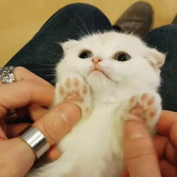 Cute kitten with bright eyes being held, showcasing adorable cat paws.