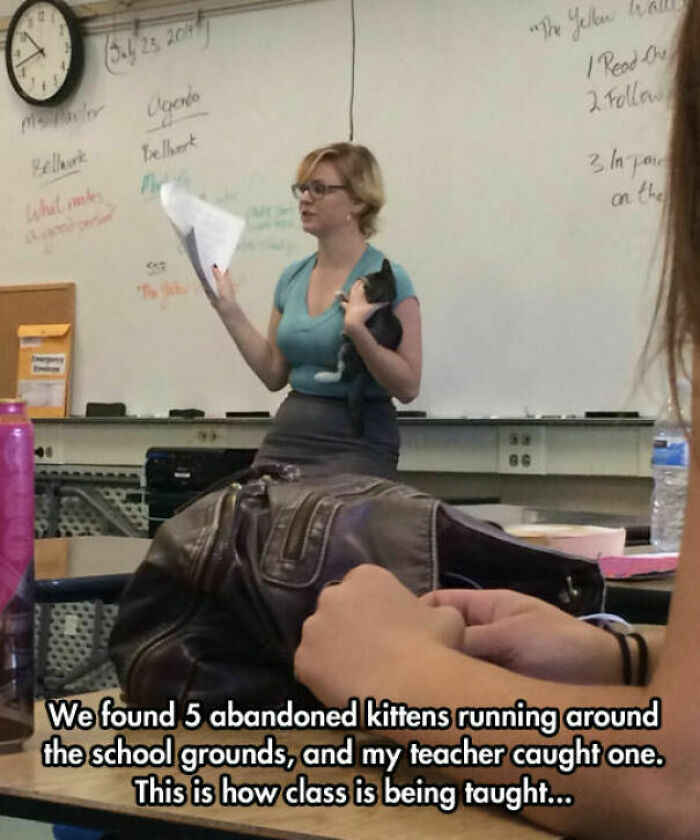 Teacher holding a kitten during class, a humorous moment that might make your day purrfect.