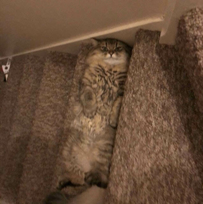 Fluffy cat lying on carpeted stairs, looking content and relaxed.