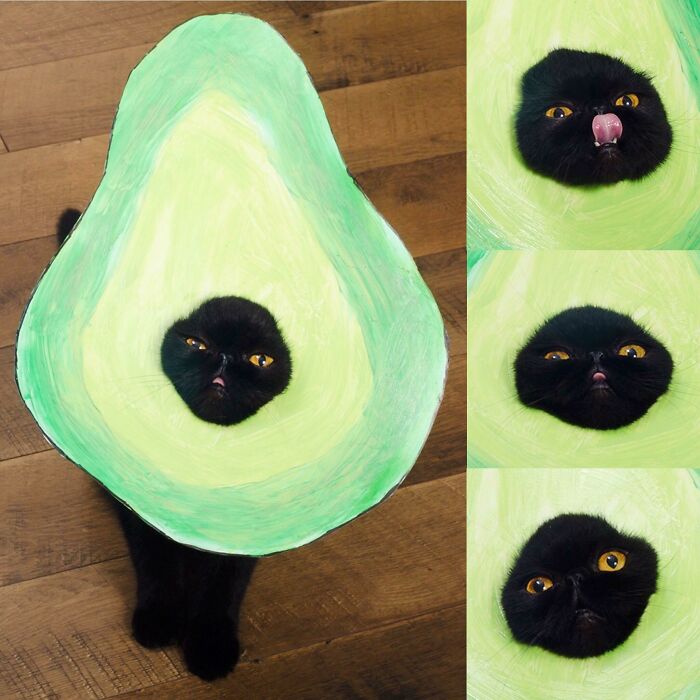 Black cat wearing an avocado costume, showing various facial expressions.