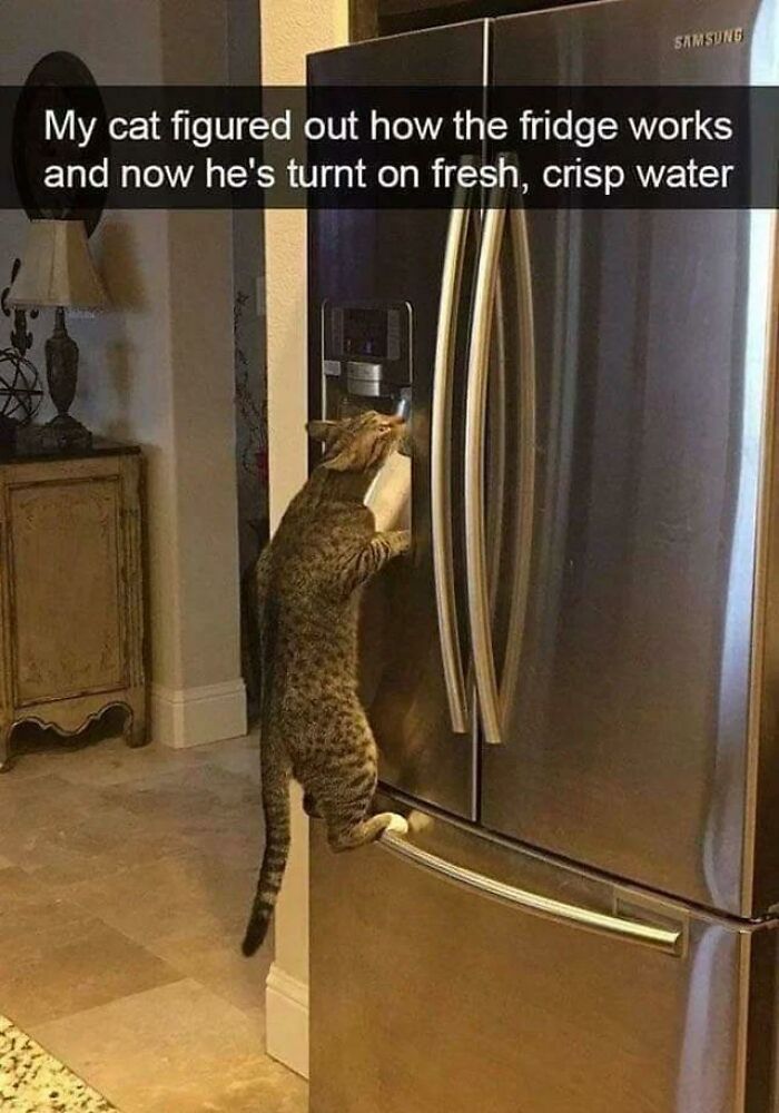 Cat using fridge water dispenser, making its day purrfect by getting fresh water.
