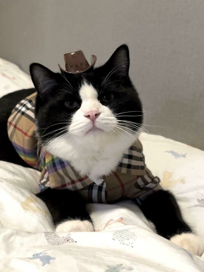 Black and white cat wearing a cowboy hat and plaid outfit, lying on a bed, adding charm to your day.