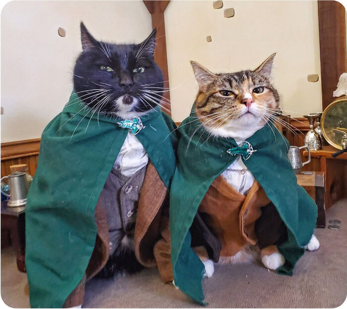 Two cats dressed in hobbit-style cloaks, sitting closely together, creating a perfect and whimsical scene.