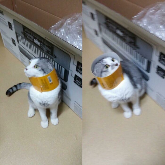 Cat with a cardboard tube around its neck, looking curious and playful in front of a keyboard box.