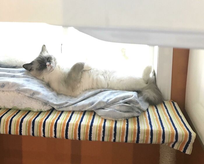 Cat lounging peacefully on a striped blanket in the sunlight, looking content and relaxed.