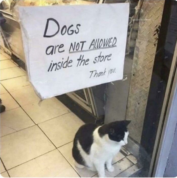 Black and white cat sitting by a "Dogs are not allowed" sign at a store entrance, adding to a purrfect day.