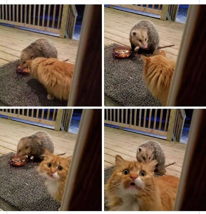Orange cat and possum sharing food on a porch. The cat looks surprised, capturing a delightful cat moment.