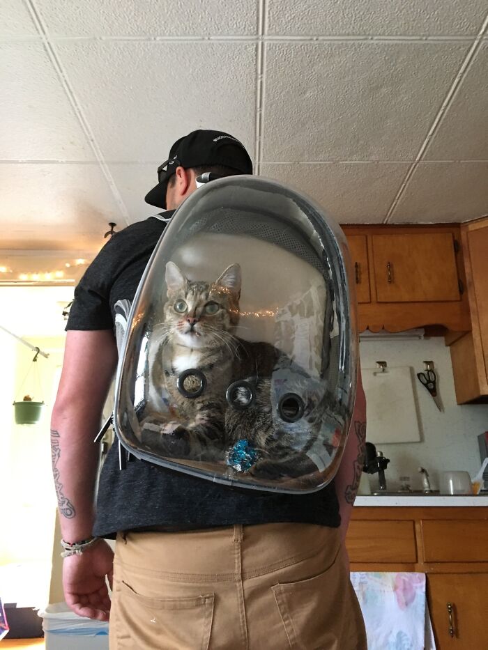 Cat in a clear backpack on a man's back, standing in a kitchen.