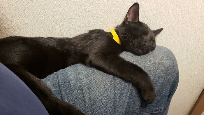 Black cat with yellow collar sleeps peacefully on a person's denim-clad legs, embodying a purrfect moment.