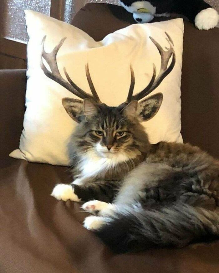 Cat lounging on a couch with a pillow behind it, creating the illusion of antlers on its head.