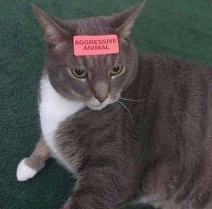 Gray cat with a playful "Aggressive Animal" sticker on its forehead, lying on a green carpet.