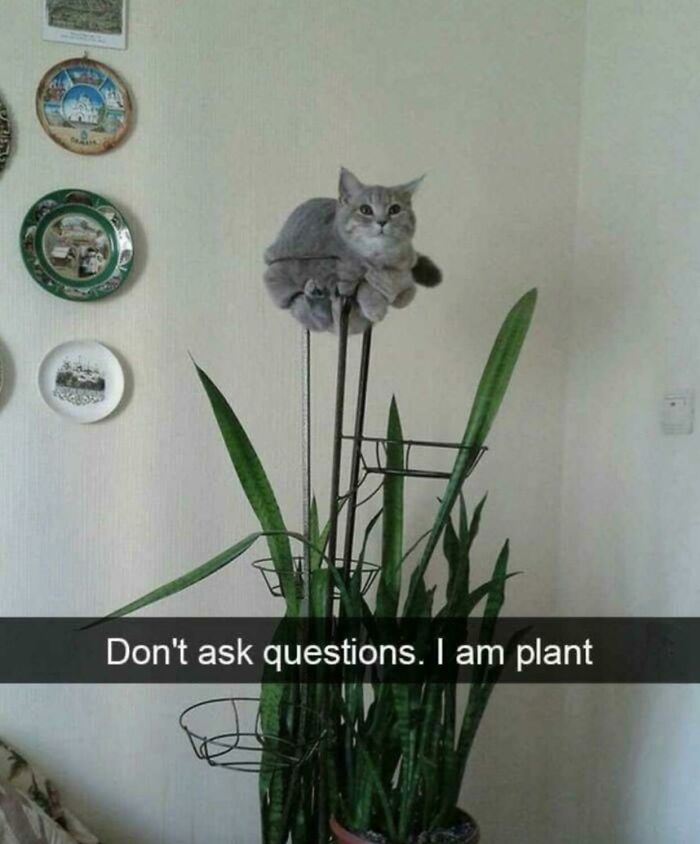 Gray cat perched on a tall houseplant indoors with wall plates. Caption reads, "Don't ask questions. I am plant."