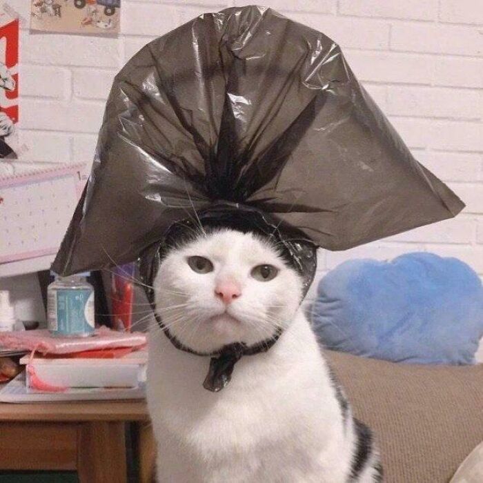 Cat wearing a plastic bag on its head like a hat, sitting indoors, creating a humorous and playful scene.