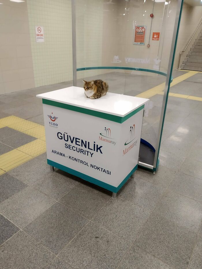 Cat lounging on a security desk at Marmaray station, adding charm to the day.