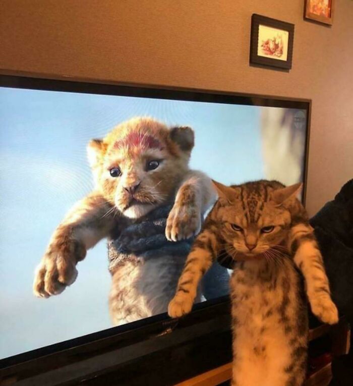 Cat mimicking a scene from a TV show with a cub held up, creating a humorous moment.
