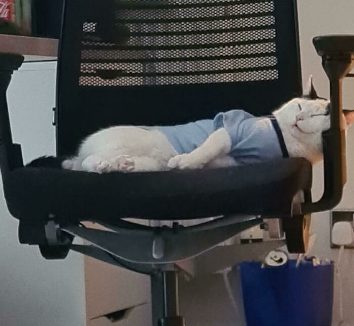 Cat lounging in a chair, wearing a blue shirt, looking relaxed and content.