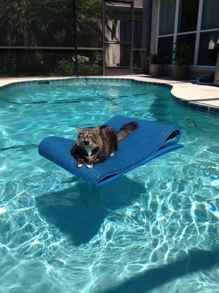 Cat lounging on a blue float in a sunny pool, looking surprised.