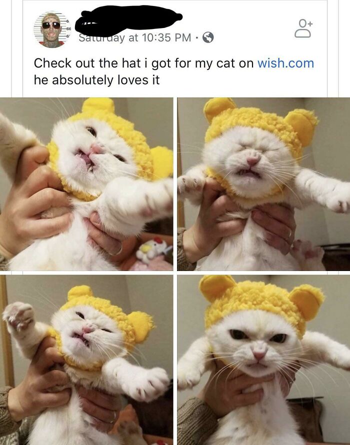 Cat wearing a yellow hat, held by a person, with a humorous expression in a social media post.