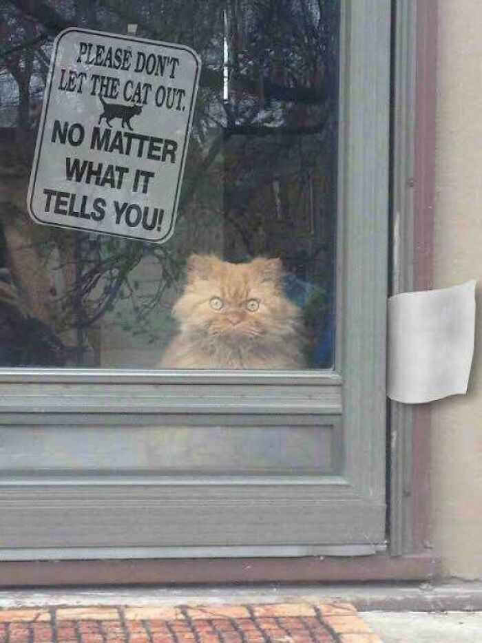 Fluffy cat behind a window with a humorous sign about not letting the cat out, adding a purrfect touch to the day.