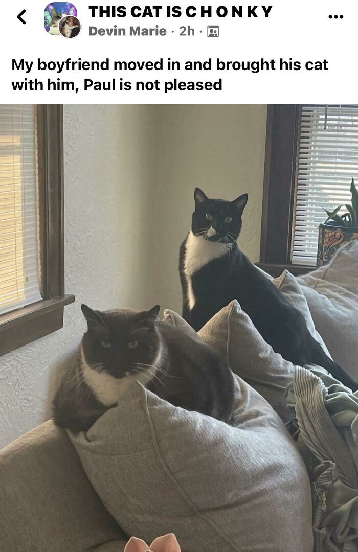 Two cats on a couch, one black and white, and one fluffy, showing expressions of curiosity and mild displeasure.