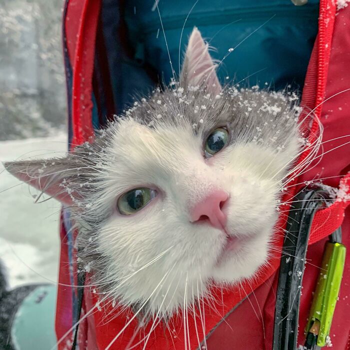 Cat with snowflakes on fur, peeking out of a red backpack, embodying a purrfect day in the snow.