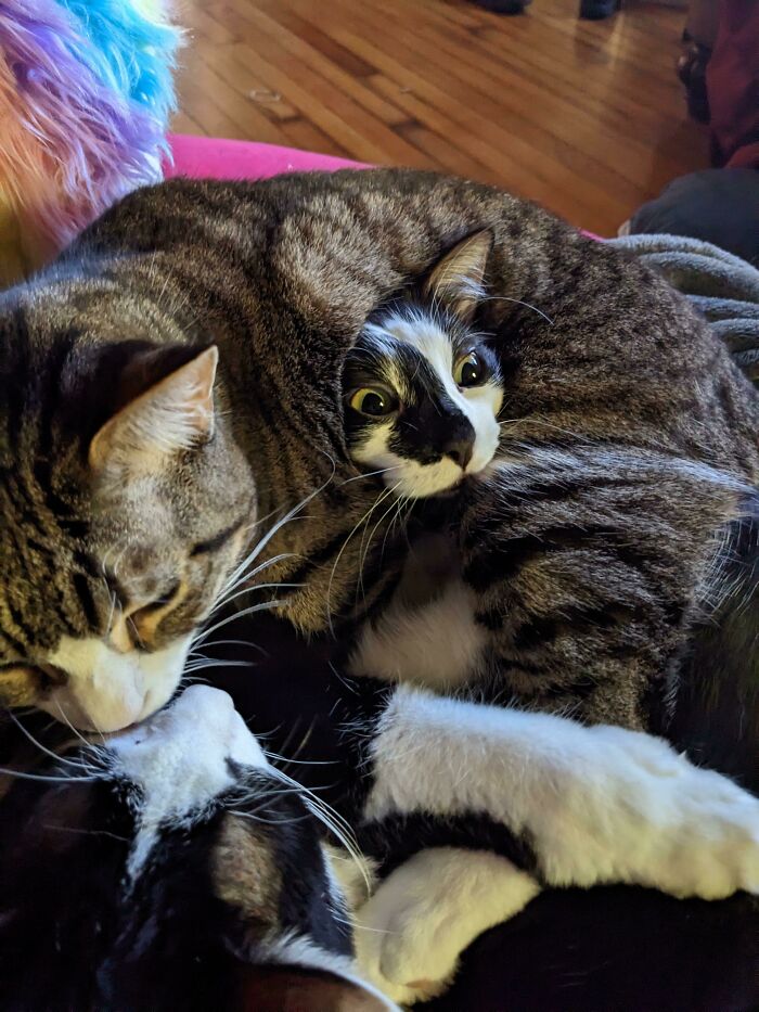 A cat snuggles another with its face peeking out, creating a cute and cozy moment.