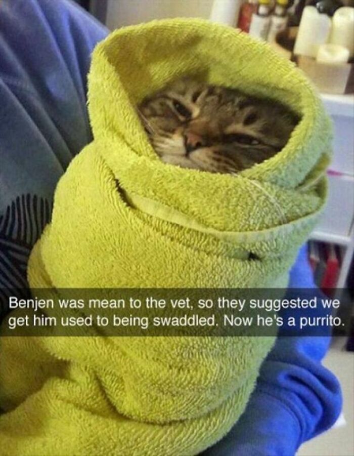 Cat swaddled in green towel, looking cozy and calm, humorously captioned as a "purrito" by owner.