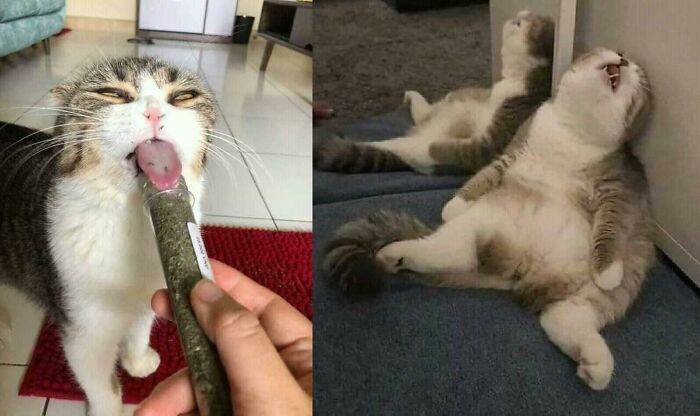 Cats enjoying life with one licking a treat and another lounging with its mouth open, creating a purrfect moment.