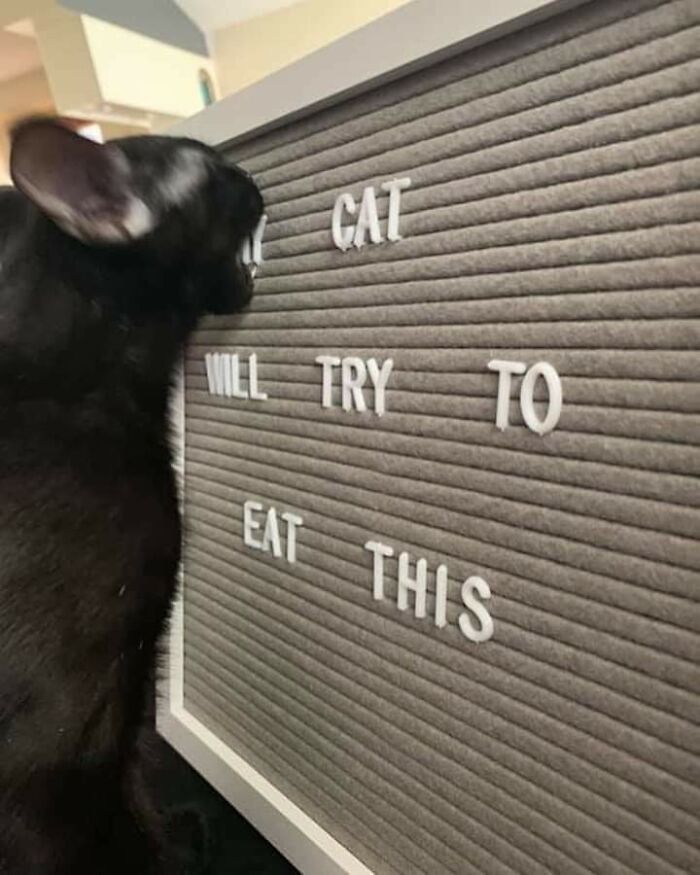 Black cat trying to eat a letter board with humorous text, adding a playful touch to your day.